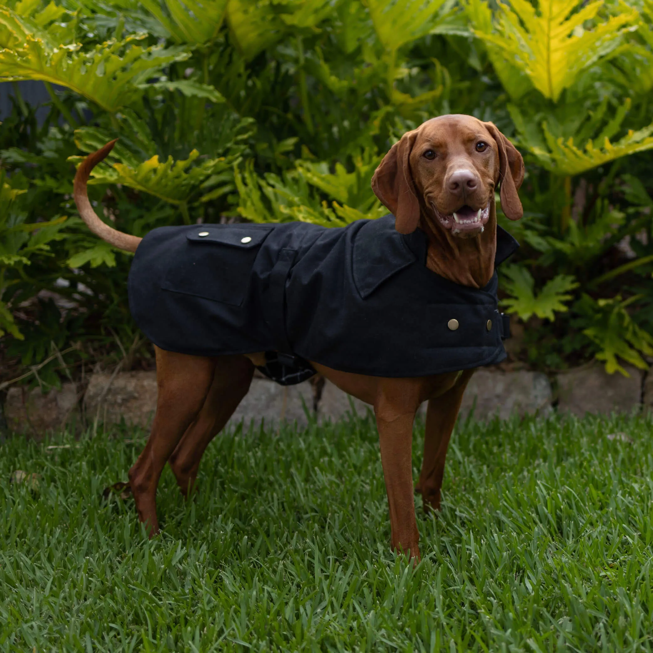 Aussie Oilskin Waterproof Dog Coat - Black