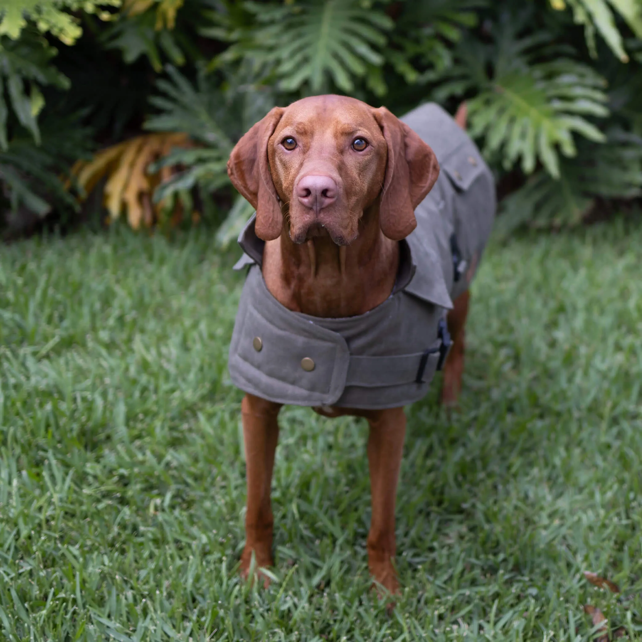 Aussie Oilskin Waterproof Dog Coat - Olive