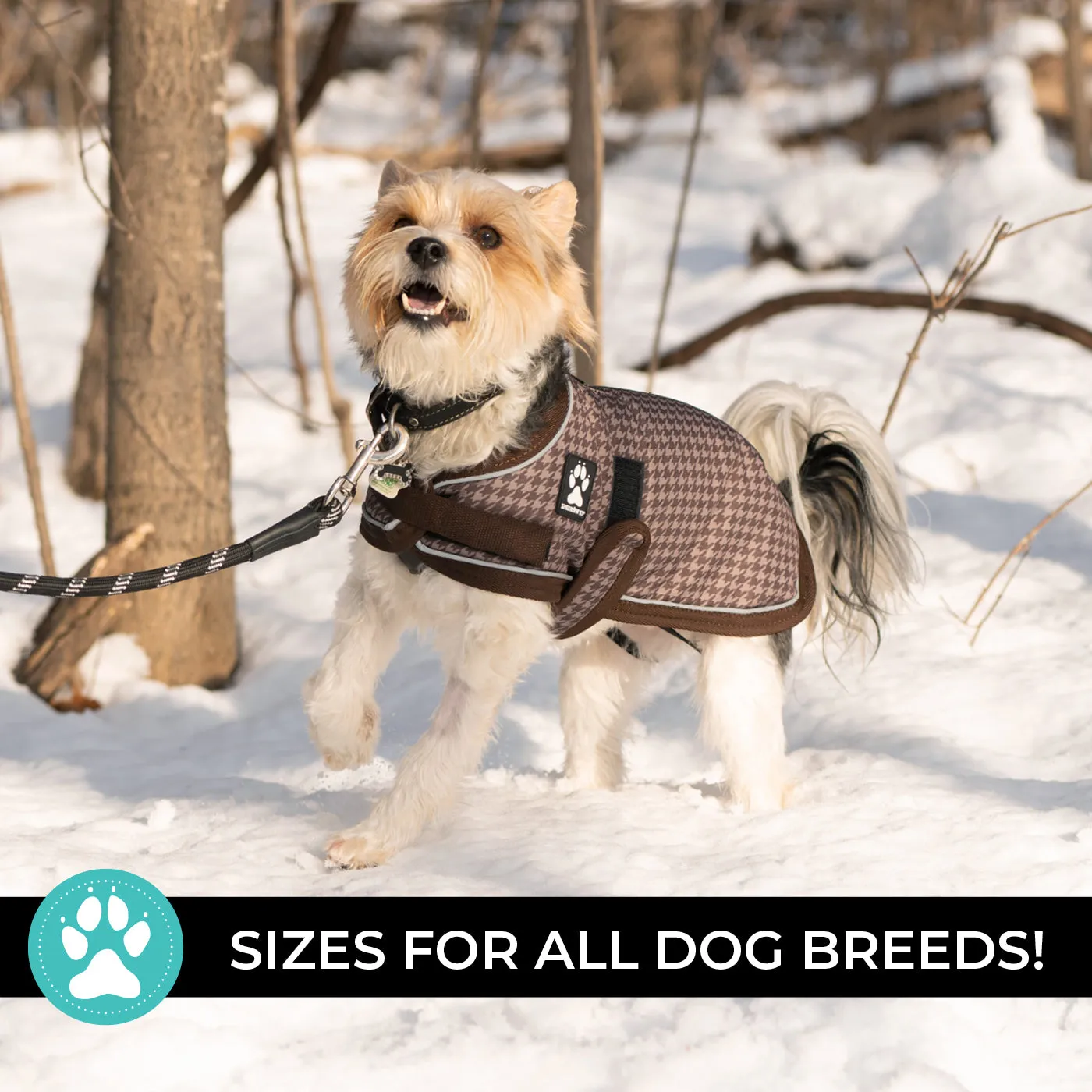 Expedition Dog Coat